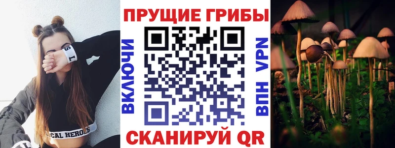 Купить Елизово Галлюциногенные грибы Psilocybe